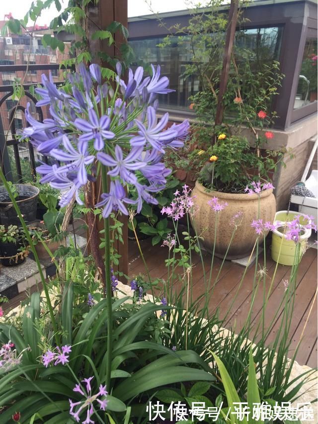 浇水|这花被误认为“蓝色君子兰”，开花特漂亮，一根枝能开50朵花