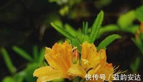 别再花钱买花肥，1种东西用来养花，效果比花肥强10倍！