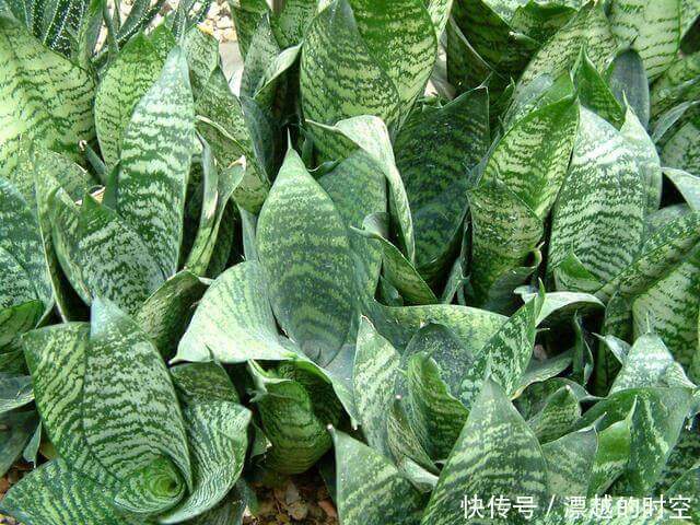 技巧|都误以为这6种绿植不开花，殊不知开花给人惊喜感，养护有技巧