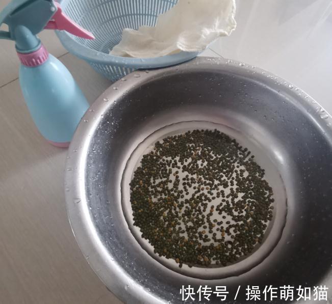 白醋发豆芽方法，简单方便快速，豆芽粗壮白嫩