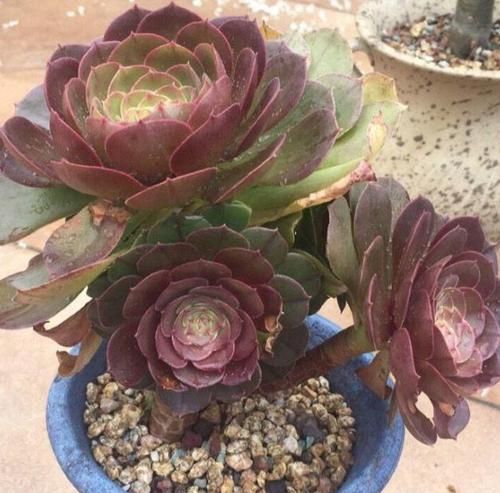 室内养花，频频招惹“蚧壳虫”，该怎么解决？消灭干净？