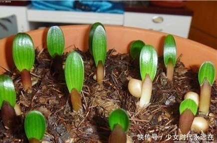 蹭蹭|为什么君子兰长的慢?掌握这几点,君子兰蹭蹭往上长!