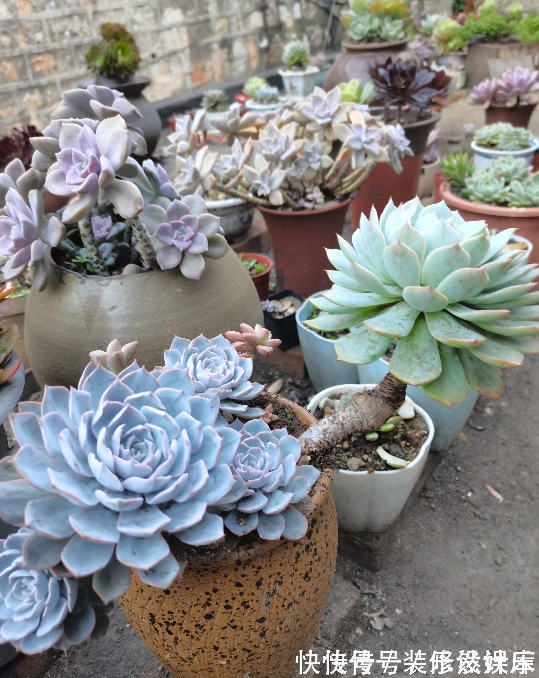 景天科|这“三多肉”不怕热,三伏天正常“补水施肥”,咕噜冒崽挤满盆