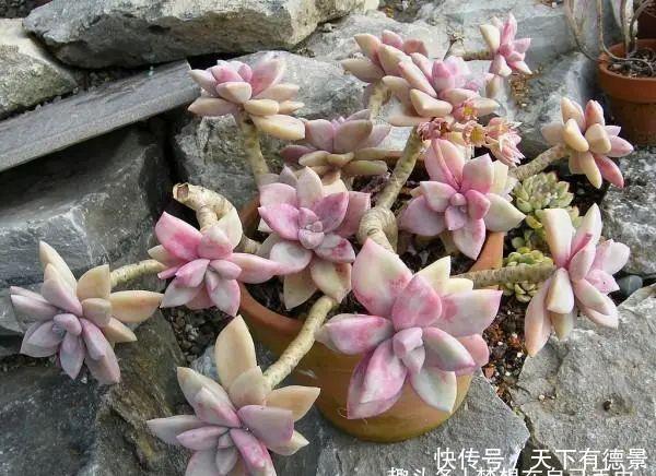 3种多肉很好养,被花友称“热不死”,太阳一晒就“很美”