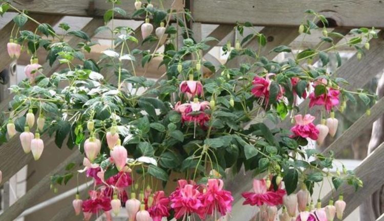 吊起来养的“4种花”，好看好养不占地，一次开出200朵，美