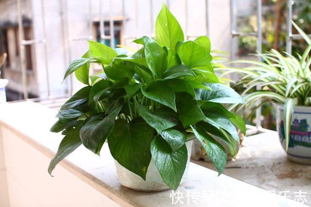 遮阳网|抵不住高温花卉全死了，那就剪成“秃秃花”，1个月又重新长爆盆