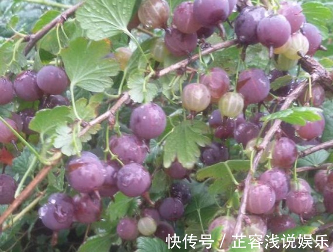 盆栽|谁还记得这种“虫不爬”的野果?目前价值很高,请珍惜