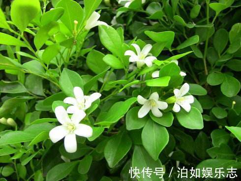 盆栽|晚上失眠，就养“这花”，香味扑鼻，一觉睡到天亮，别不养