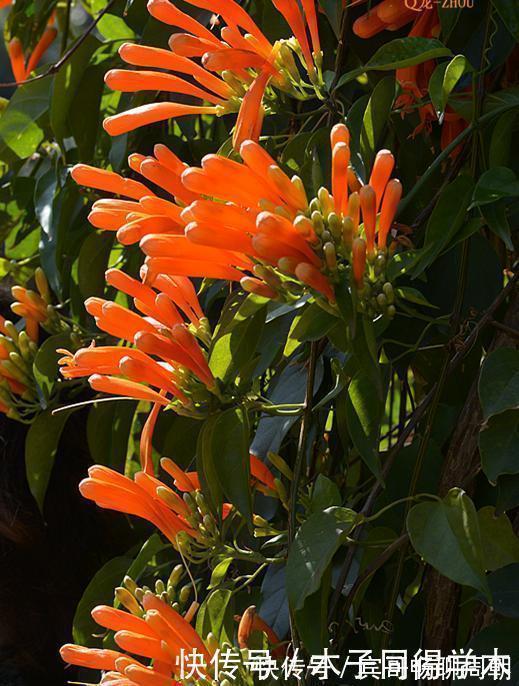 健壮|8种花不用买,去朋友家掐个叶片插土里,7天就生根,太容易成活了