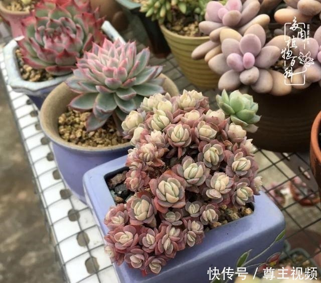 百科|养多肉三年多,初见惊鸿!累并快乐着!养多肉三年多,初见惊鸿!累并快乐着!