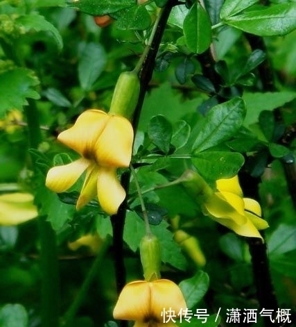 方如|黄芪不仅治疗盗汗，配上这个还大补元气！很多人竟然不知道？