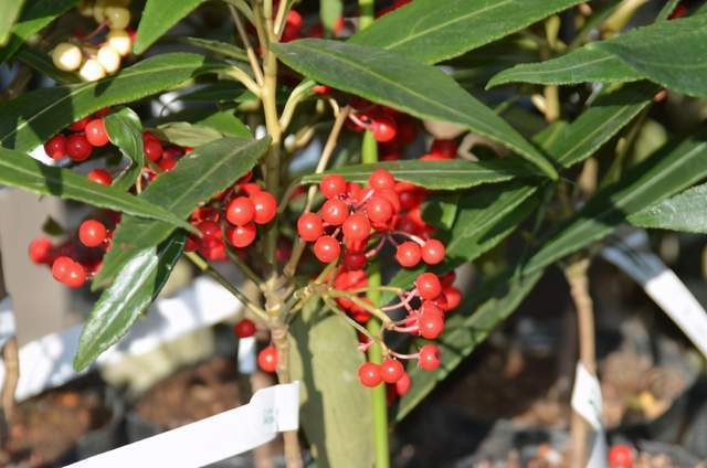 绿植|人称“百两金”,果实能吃,种子可榨油,制作盆景价更高