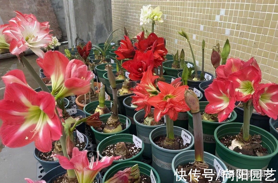 ?开春养花,8种“球茎植物”,种到盆里就开花,有手就会养