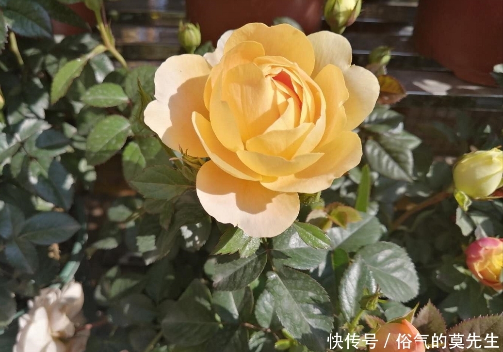 这7种年宵花，花开富贵、喜气临门寓意好，你最喜欢哪一种？