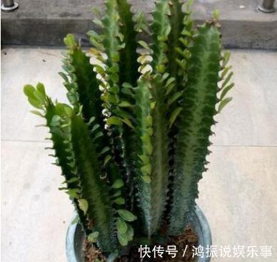 铜钱|客厅再小,也要养这“4棵树”,水越少它越旺,进门如同进森林!