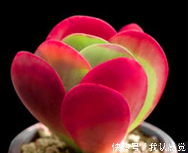 温差|多肉唐印最省心,随便砍一刀,轻松长爆盆,红红火火超喜庆