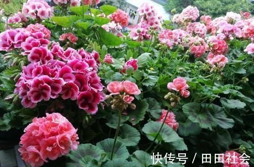 秋季|此“花”能开三季,鲜艳漂亮花期长,阳台养一盆,看花200天
