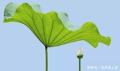 高瞻|两首传世久远的七绝,高瞻与韦庄的对比,却都很精彩!