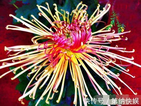 喜欢菊花,就养盆“珍稀名菊”秋水红霞,似晚霞映水,美丽高贵