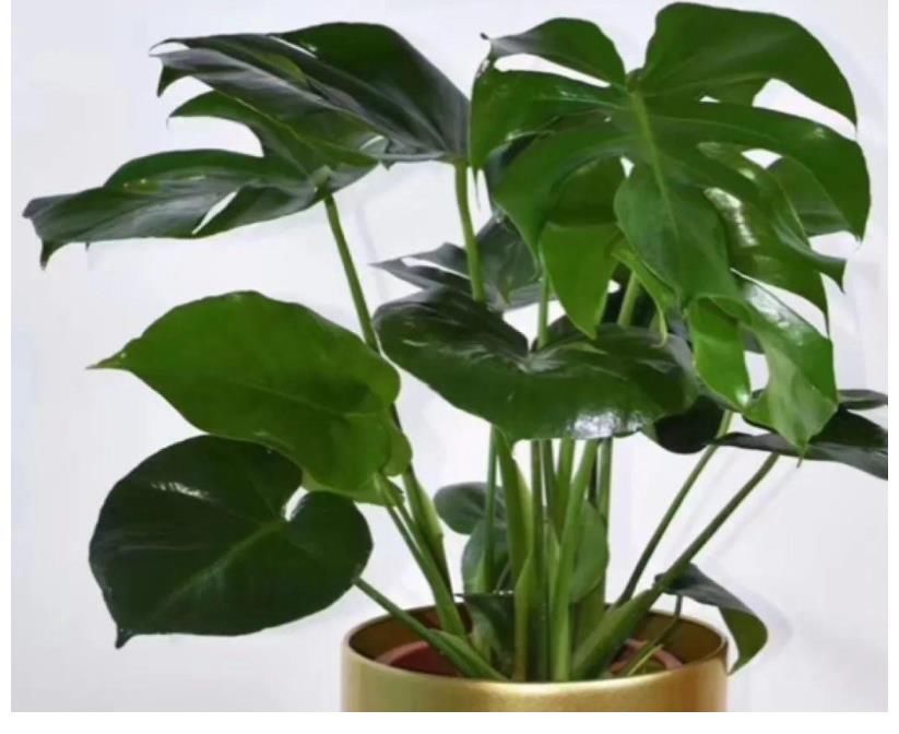 想种花家里却晒不到太阳怎么办？这两种花会推荐给你，只需要散光就能生长