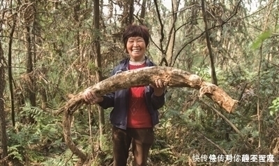 这东西根部能长到几十斤重,富人对它不屑一顾,却养活了很多穷人