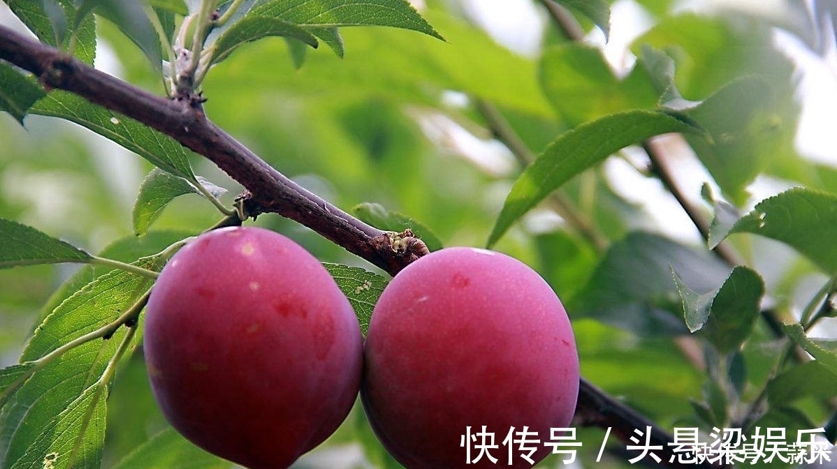 消肿|这两种水果,是天然的胰岛素,利尿、消肿控血糖,快进来看看!