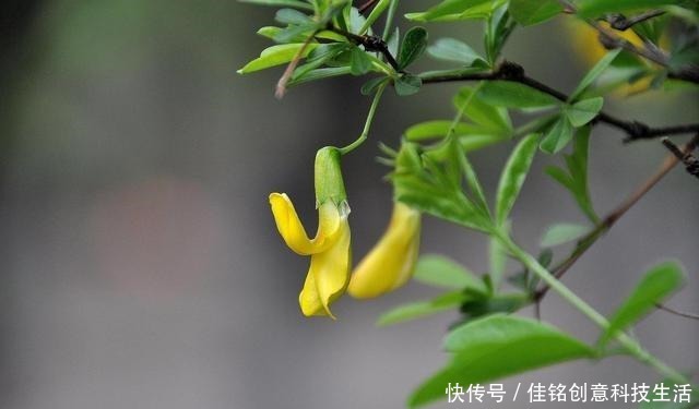 被当废柴的金雀花,埋在土里,开花如鸟雀!