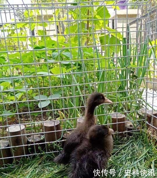 农村没人住的小平房,8万块钱就能买下来,拿来养花正好