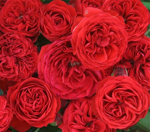 红苹果一样诱人的月季花，喜欢月季可以养一株，又美又香！