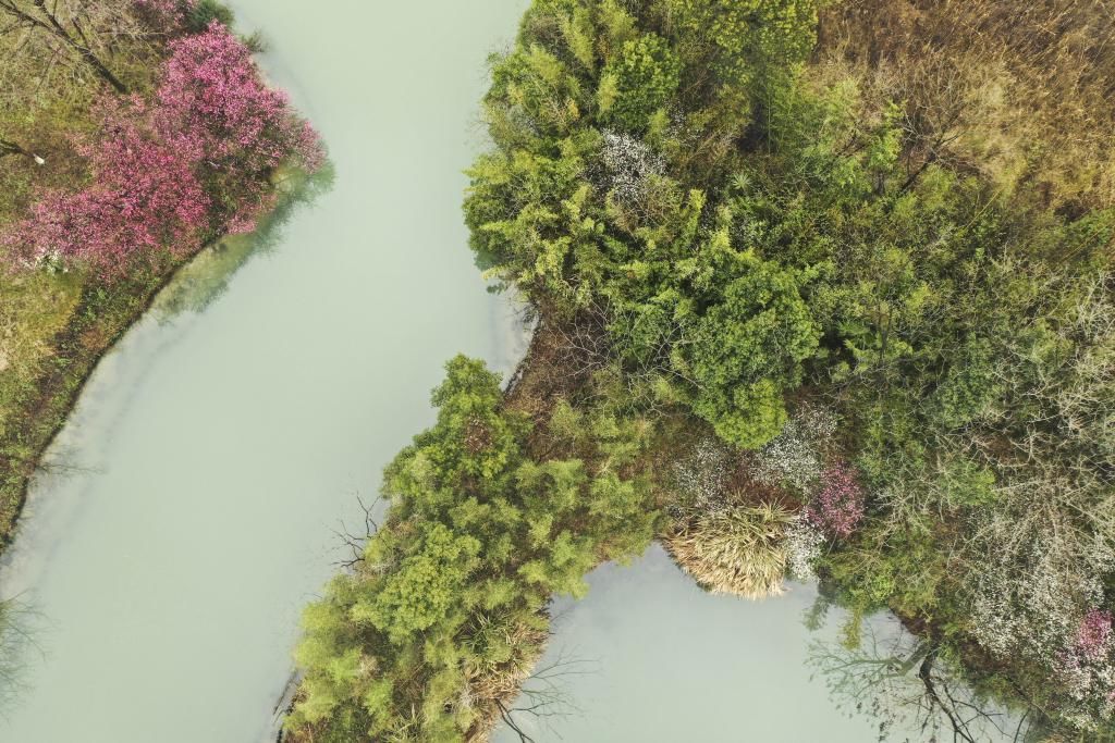 赏梅|（美丽中国）西溪探梅