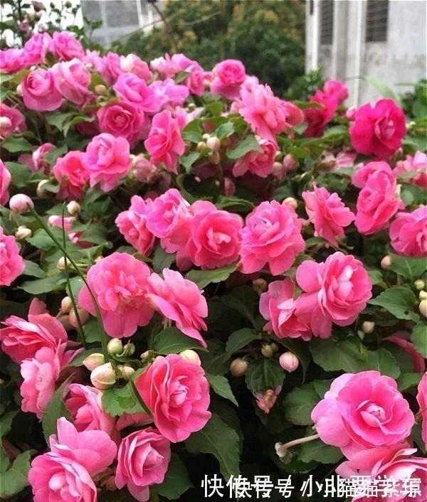 四季开花的花,我建议你养这1种,开花多多,比玫瑰和茶花都漂亮!