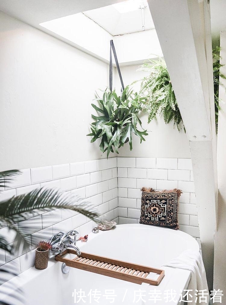 媳妇儿,你把卫生间都种成了花园,人家都不好意思在里面蹲坑了!