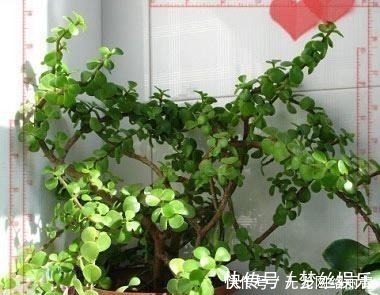 金枝玉叶|5年前养了一盆“野草”,邻居们很羡慕,说是“金枝玉叶”