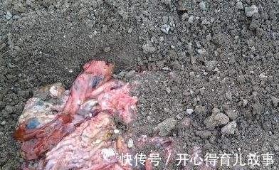 秋后养君子兰，喂上2种肥，注意3个细节，保准开花多长势旺