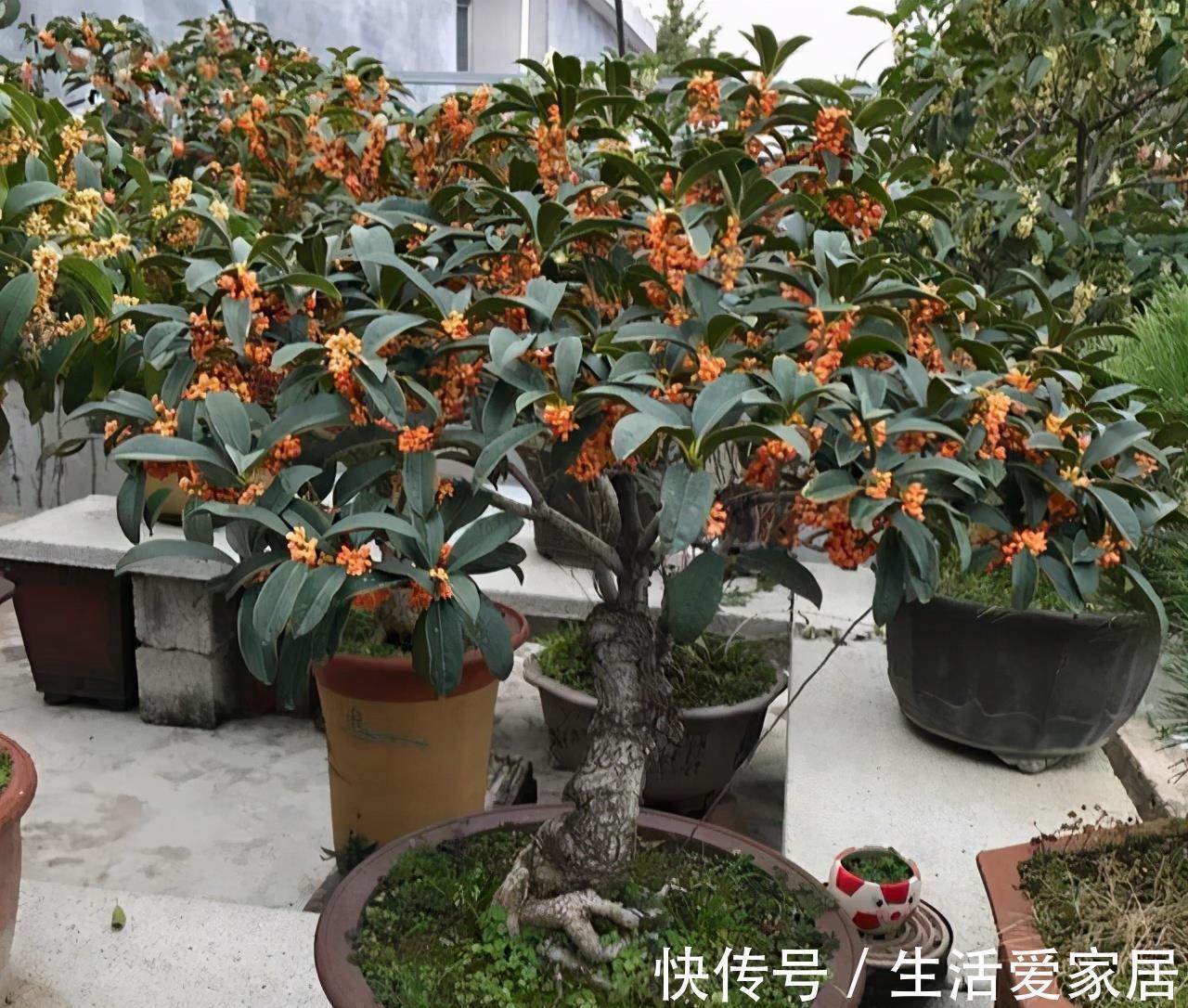 玫瑰花|6种漂亮花，又香又好吃，美食之花，你养过几种？