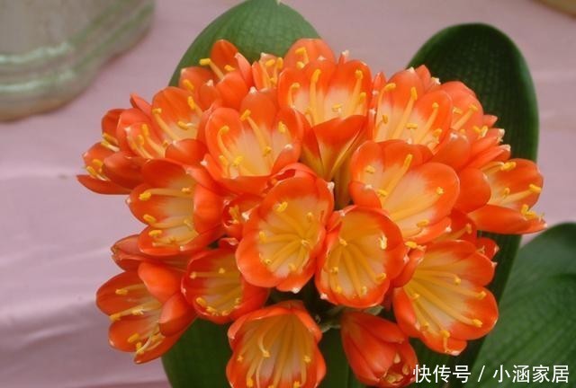 君子兰|君子兰为什么会夹箭,君子兰夹箭了怎么办,别慌,我来告诉你!