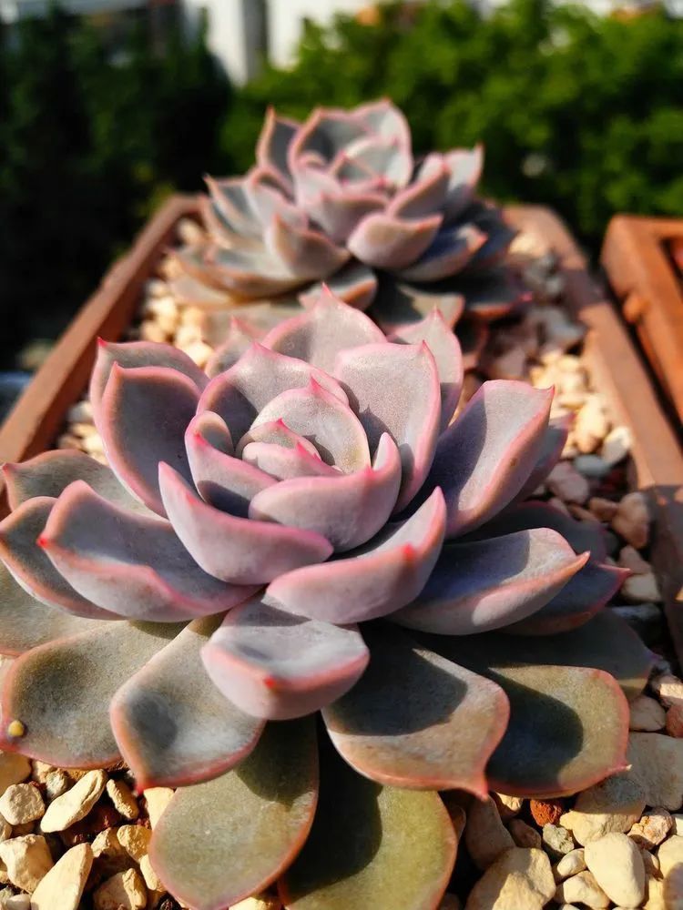 养肉三年，分享养肉经验，谈谈适合逆开挂区的多肉！