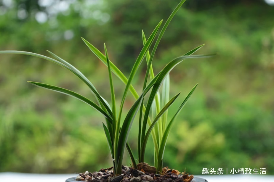 好心|新手养兰花，4个误区别犯，不然好心办坏事，等着收空盆