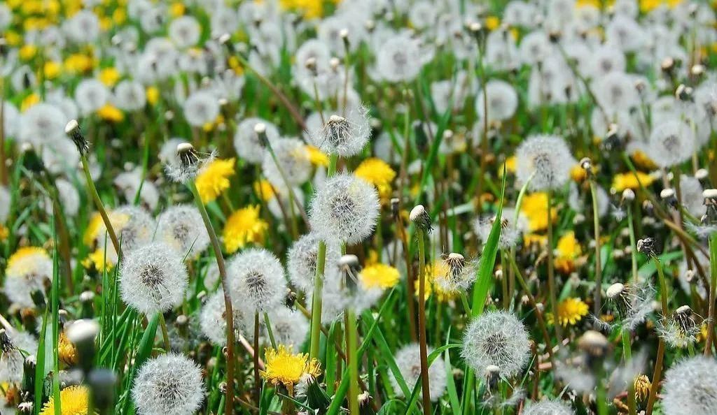卷心菜|4种食物是“结节帮凶”,日常最好少碰,甲状腺结节会感谢你