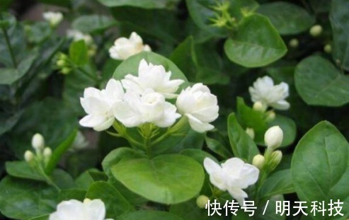 虎刺梅|八种开花植物,好看还好养,养在家中,花开爆满阳台,好看极了!