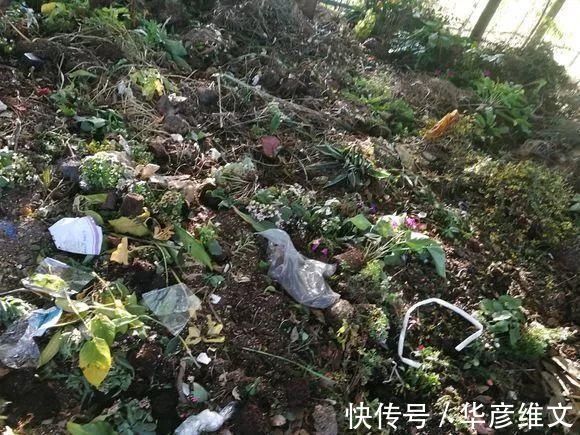 修剪|路边被人丢掉的名贵花,丢人也要捡,种盆里就开花