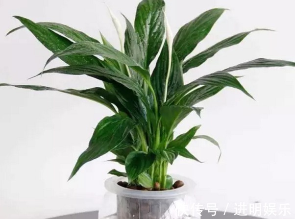 养殖|想要办公室养眼有亮色,这几种“必种”植物不能少,你有吗