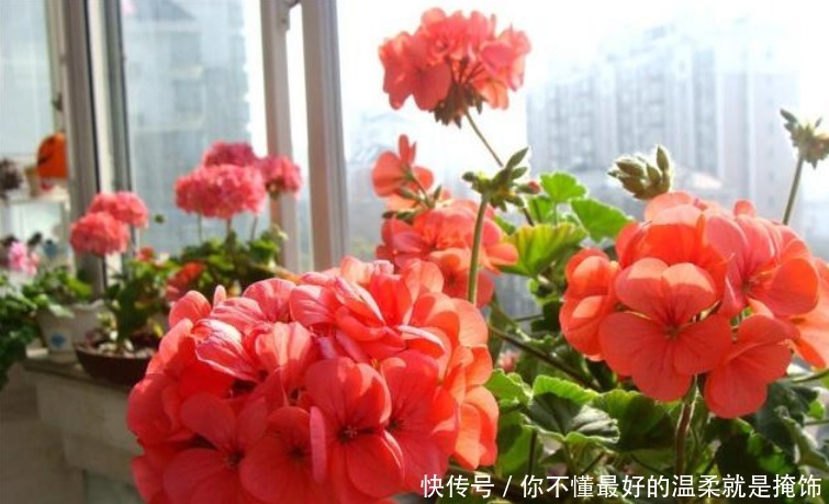 太阳花|“4种花”漂亮又好养,从春天一直开到冬天,越养越喜欢!