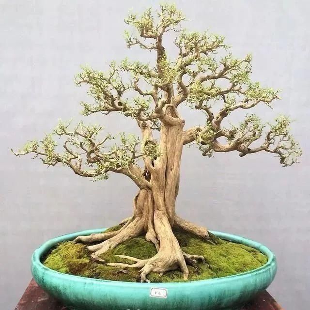 盆景制作技法夏天来到,盆景脱衣换锦,有6种好处