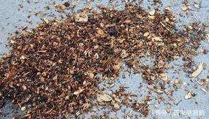 君子兰用这个土来养,根系肥壮,叶子又厚又亮,花开的越来越多