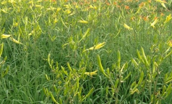 高产|黄花菜清热解毒,降燥泄火,想要收获高产优质的黄花菜,只需五点