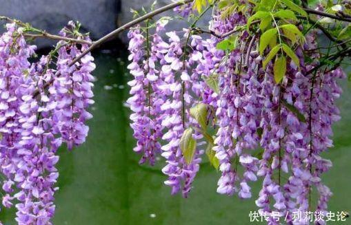 几款花卉便宜又好养,丢到阳台,好养活上档次,净化空气效果好