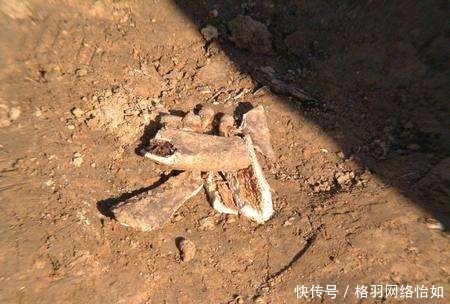 这件|茂陵中曾经埋下一具麒麟骨,因为这件事,宝贝不复存在了