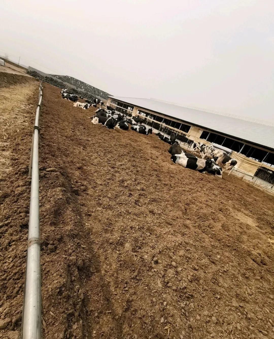 牛粪肥|最好用的养花肥,盆里撒一把,1年不用换盆了