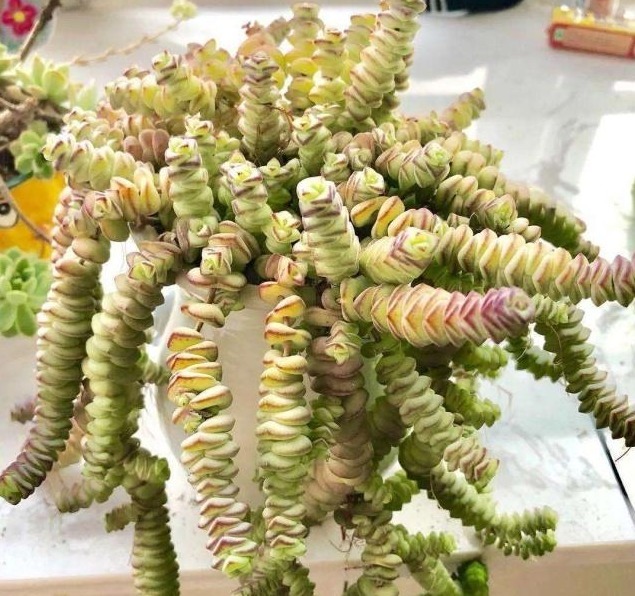 多肉植物钱串子,注意几点,养得好才颜值高,家里养一盆,招财!